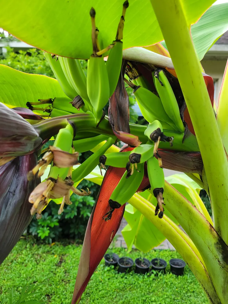Developing green bananas and a hanging banana flower
