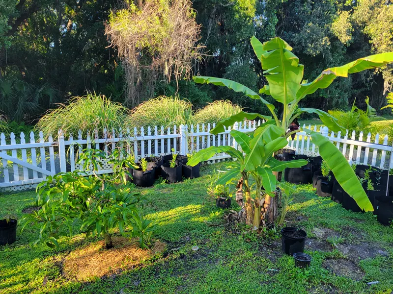 Banana plants and young trees growing in the backyard prototype