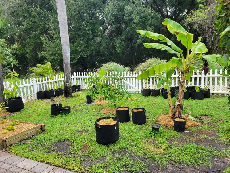 Young trees in large containers around established backyard banana plants