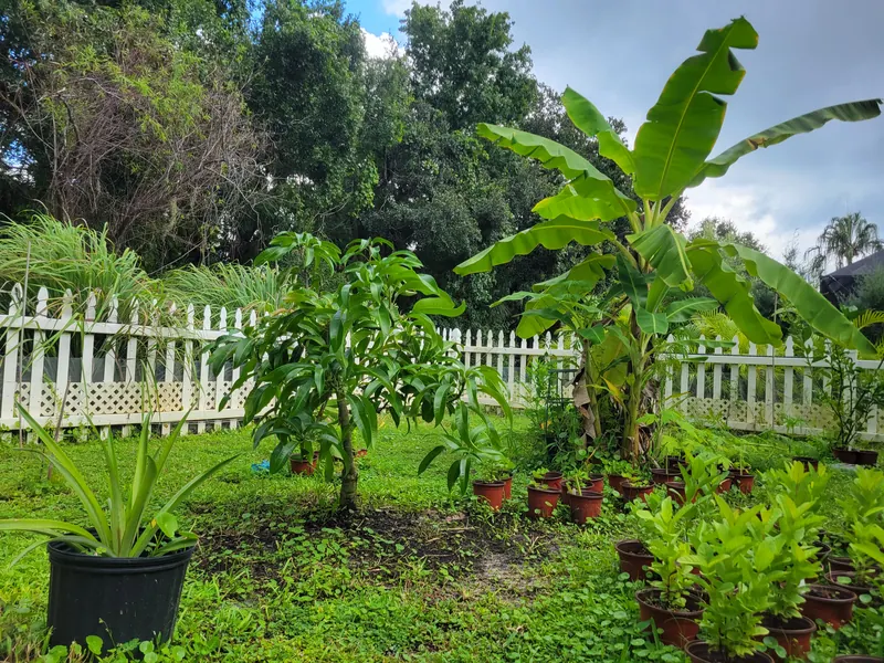 Early backyard planting with banana plants, potted trees, and smaller nursery pots