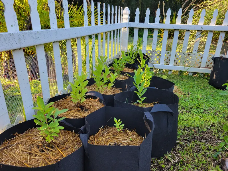 Young plants in straw-mulched fabric grow bags beside a white fence